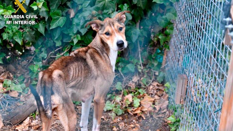 La Guardia Civil desmantela una organización criminal que exterminaba animales en Catalunya $!La Guardia Civil desmantela una organización criminal que exterminaba animales en Catalunya