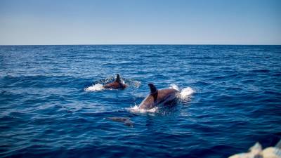 Foto y vídeo cedido por: @dmr_fishing