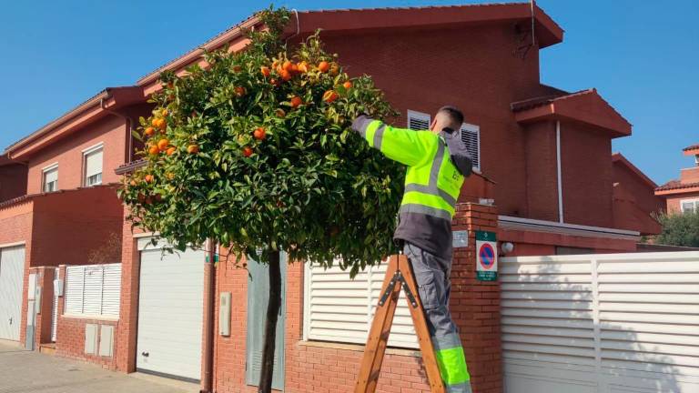 S’han pogut aprofitar prop de 1.000kg de taronges. Foto: Ajuntament de Reus