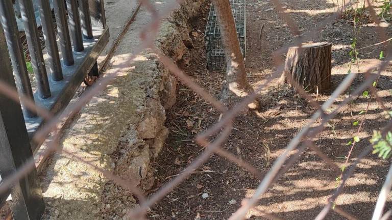 Los vecinos avisaron de que había tres gatos golpeándose dentro de jaulas. Foto: cedida