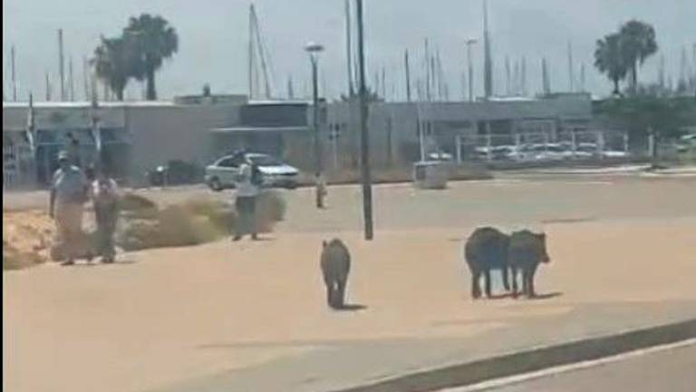 Los tres ejemplares, a pocos metros del puerto deportivo de Torredembarra.