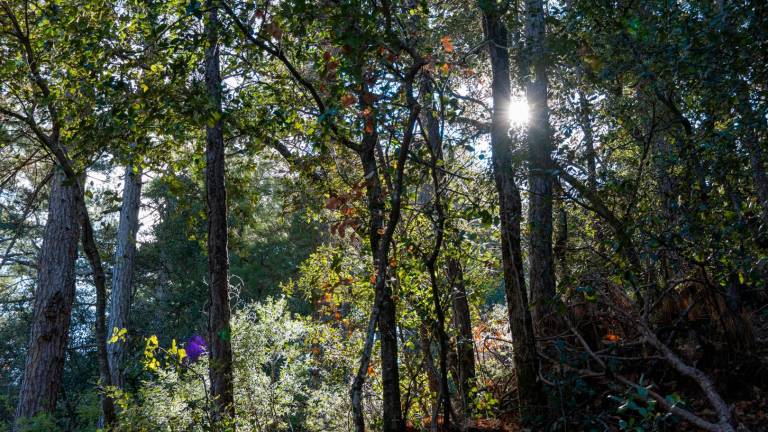 El bosque de Poblet. FOTO: Santi Garcia