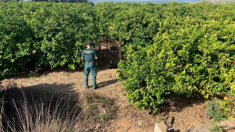 La jaula se encontraba en un campo de cítricos de la EMD de Campredó. Foto: G. C.