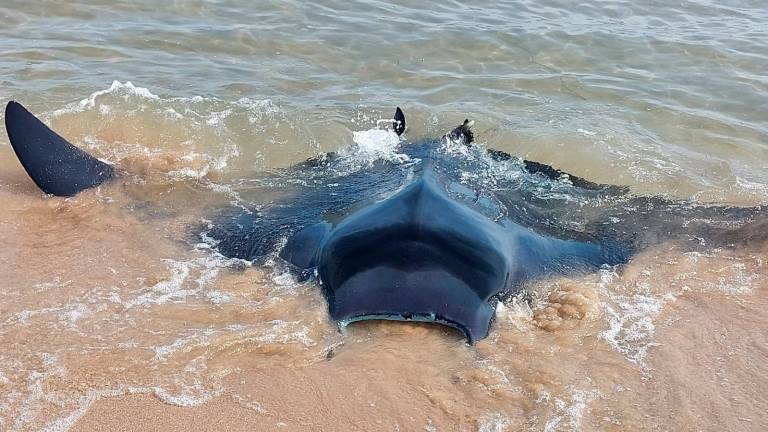 El ejemplar adulto de la mantarraya en la playa de Calafell. Foto: cedida